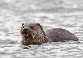 Imagen de archivo de una nutria en el río Mijares.