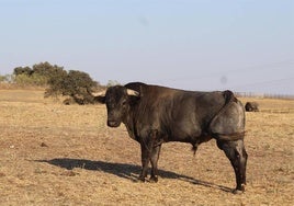 Imagen de archivo de un toro en el campo.