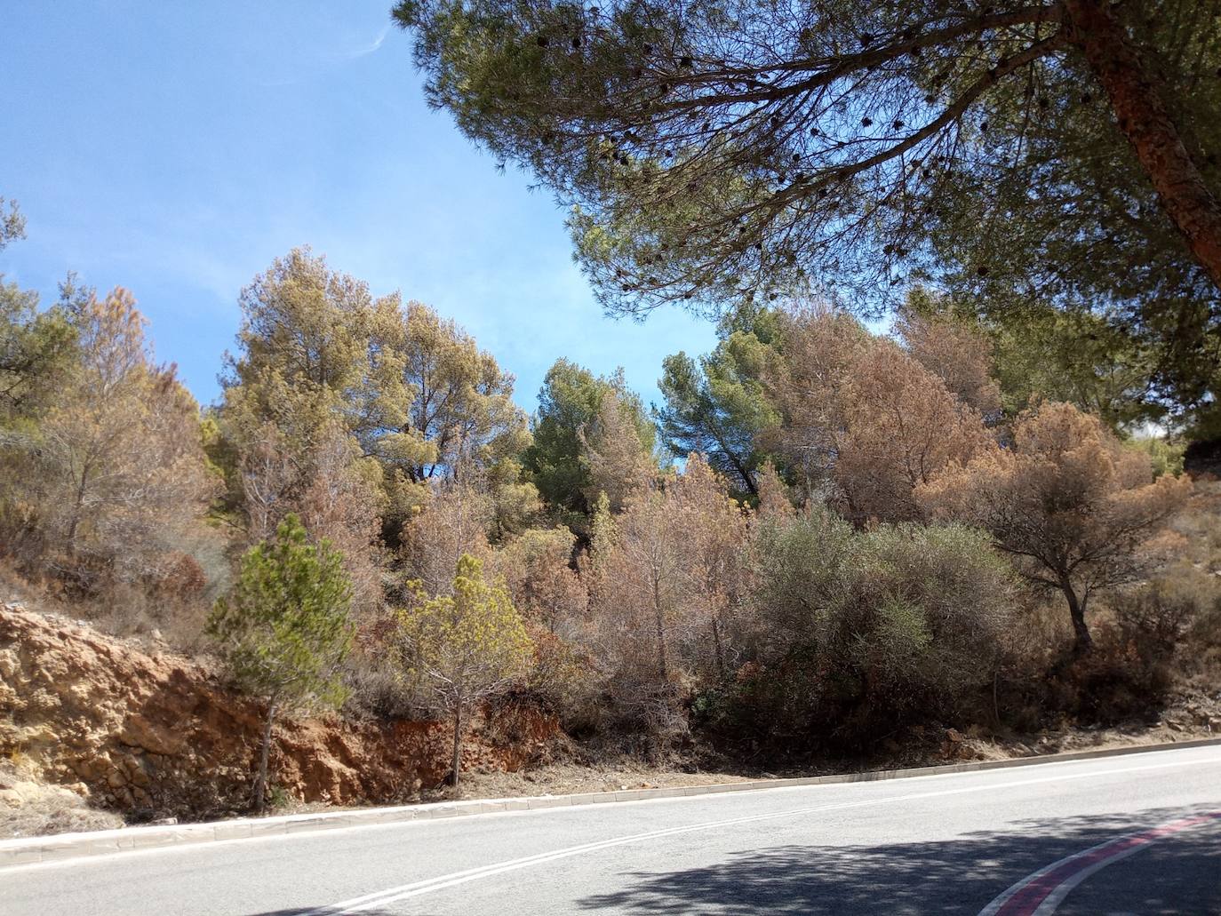 Benitatxell repoblará terrenos forestales con carrascas, olivos y algarrobos 