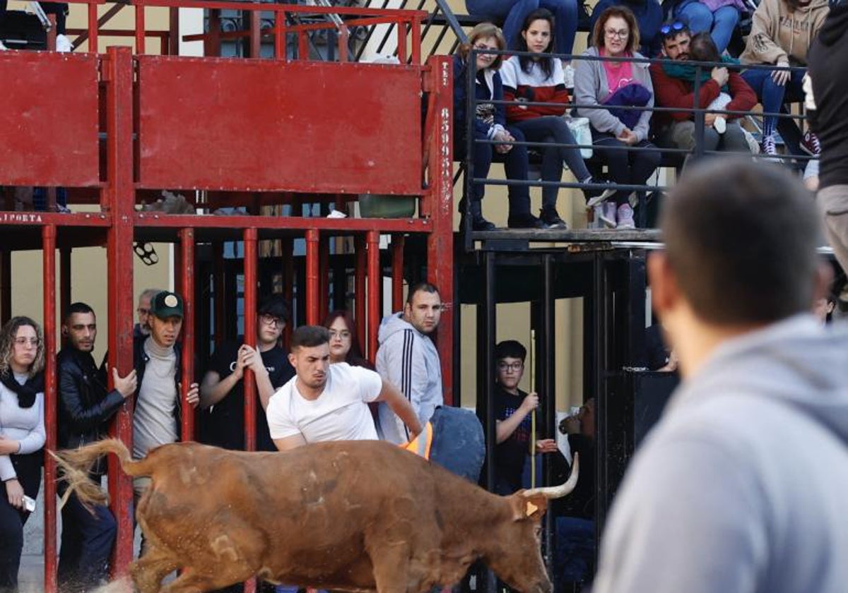 Festejo de bous al carrer celebrado en una localidad de la Comunitat este año.