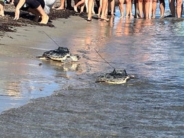 Dos de las tortugas con los transmisores, al entrar en el mar.