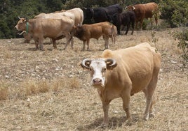Vacas de una ganadería de Morella que ha recibido agua.