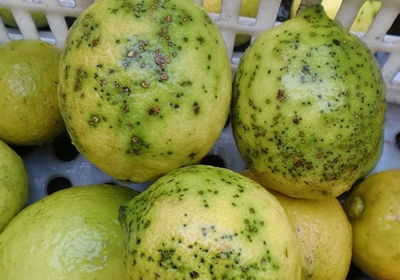 Cítricos contaminados por la Mancha Negra.