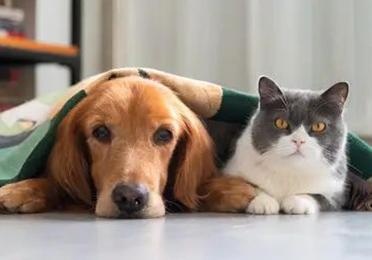 Un perro y un gato en una imagen de archivo.