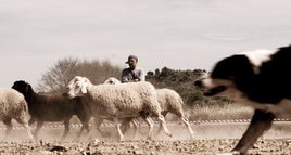 Un perro vigila a las ovejas.