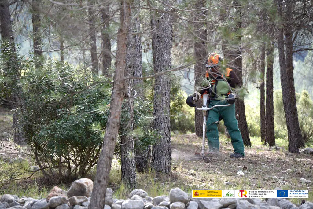 El proyecto ‘Valencia Biovaloriza’ comienza la extracción de biomasa forestal para generar energía limpia 