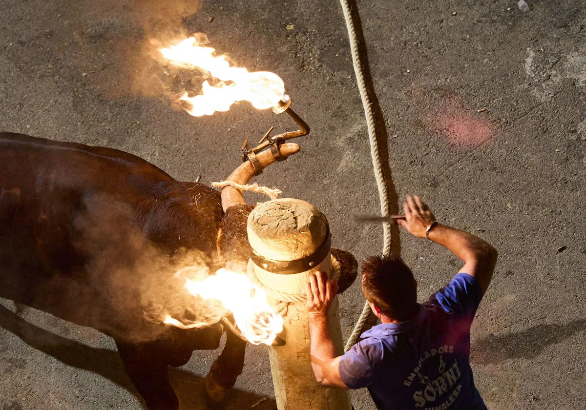 Agenda de los bous al carrer del fin de semana (del 13 al 15 de septiembre) 