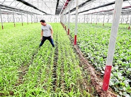 Cada año se producen más verduras orientales en los invernaderos de El Perelló.