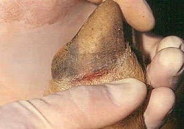 Un animal afectado, en una imagen de archivo.