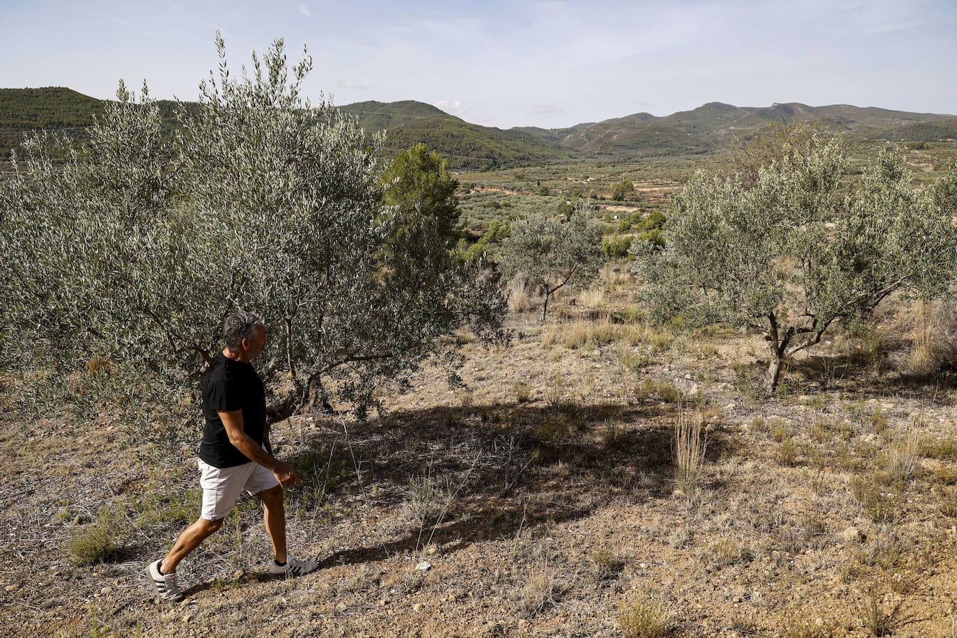 Mazón anuncia una «ayuda exprés» de 17 millones para 30.000 agricultores y ganaderos afectados por la sequía 