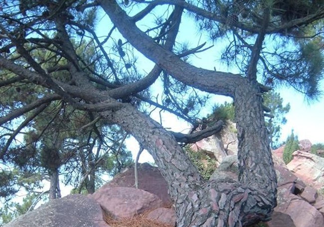 Pino rodeno, una de las especies que se encuentran en el Parc Natural del Desert de Les Palmes.