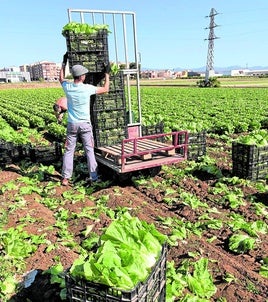 El campo se queda sin trabajadores