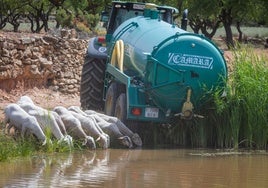 Unas ovejas beben junto a un camión cisterna de agua.