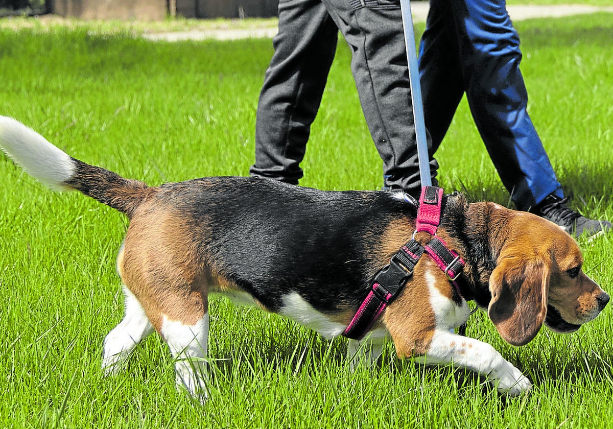 Perro de la raza Beagle.