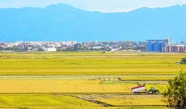 Los arrozales suecanos se extienden por el parque natural de la Albufera.