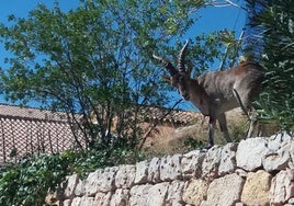 Una cabra en el municipio de Ayora.