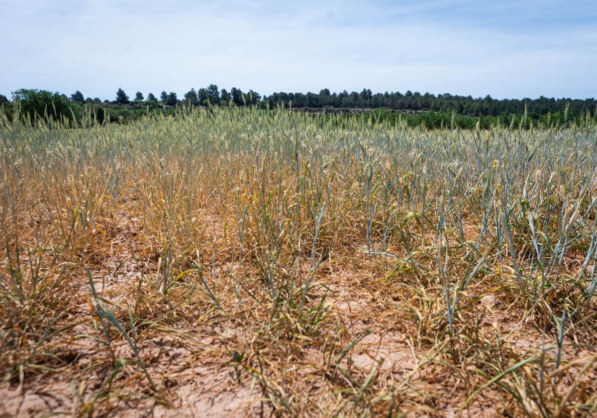 Cultivos de cereal afectados por la falta de lluvias.