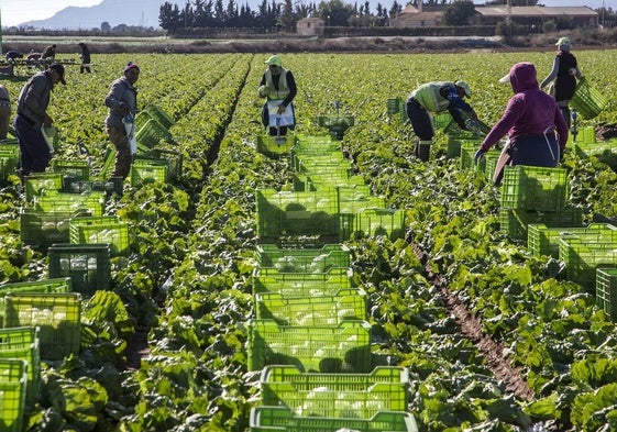 Trabajadores del campo recogiendo lechugas.