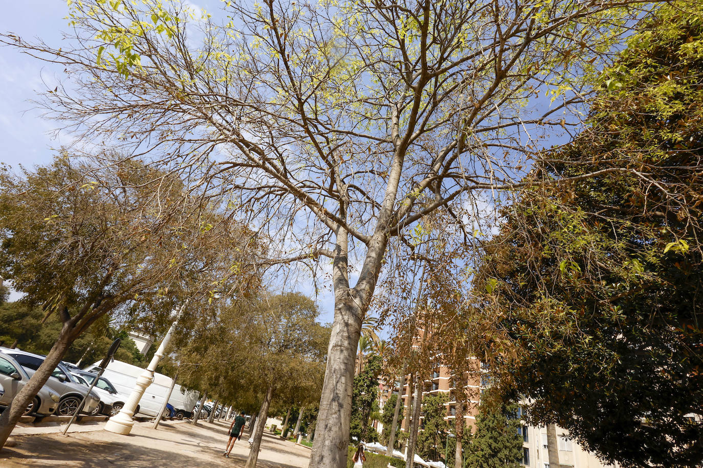 La falta de riego afecta a la mortalidad de los árboles en la Alameda