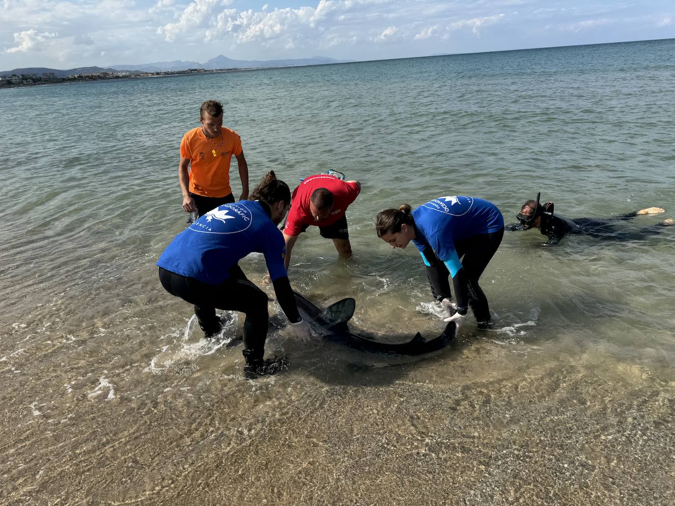 El tiburón avistado en Dénia aparece muerto con tres estocadas de pez espada 