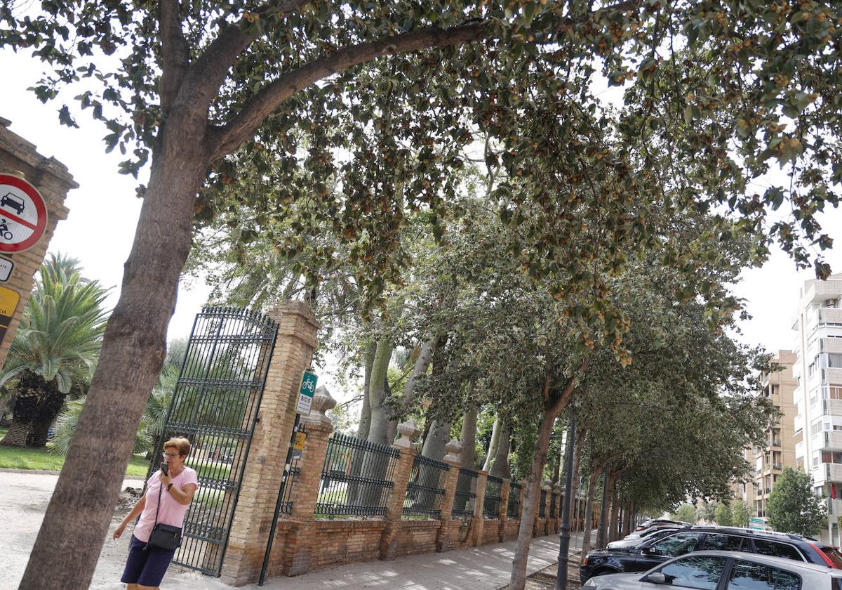 Ejemplares de arboles Lagunaria Patersonia en la calle Pintor Genaro Lahuerta que producen efectos urticantes y reacciones alergicas.