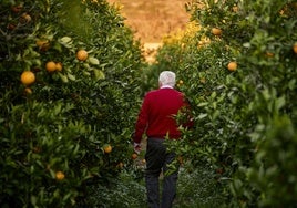 Un agricultor en su campo de naranjas.