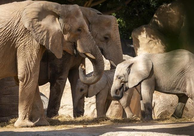 BIOPARC Valencia