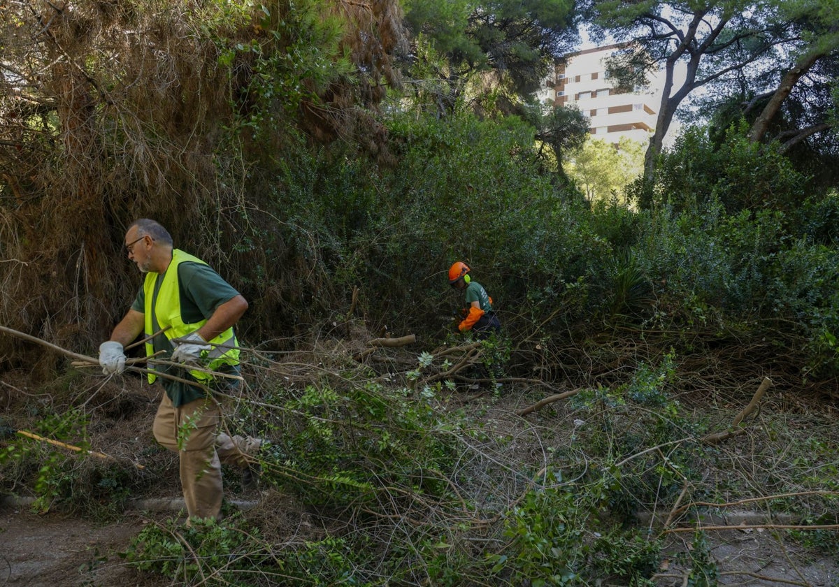 Tareas de poda, junto a una de las fincas de vecinos de la Devesa de El Saler.