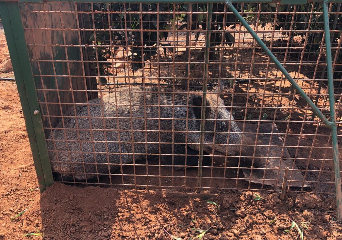 Atrapado. Un jabalí encerrado en una jaula-trampa colocada en una zona de La Safor donde los huertos de naranjos son refugio de piaras que campan a sus anchas.
