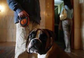 Un perro en una finca a punto de subir al ascensor, imagen de archivo.