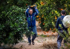 Campaña de recogida de naranjas.