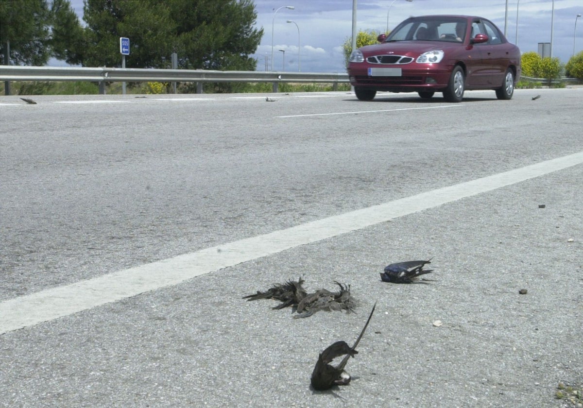 Varios ejemplares de vencejo atropellados en la autovía de El Saler