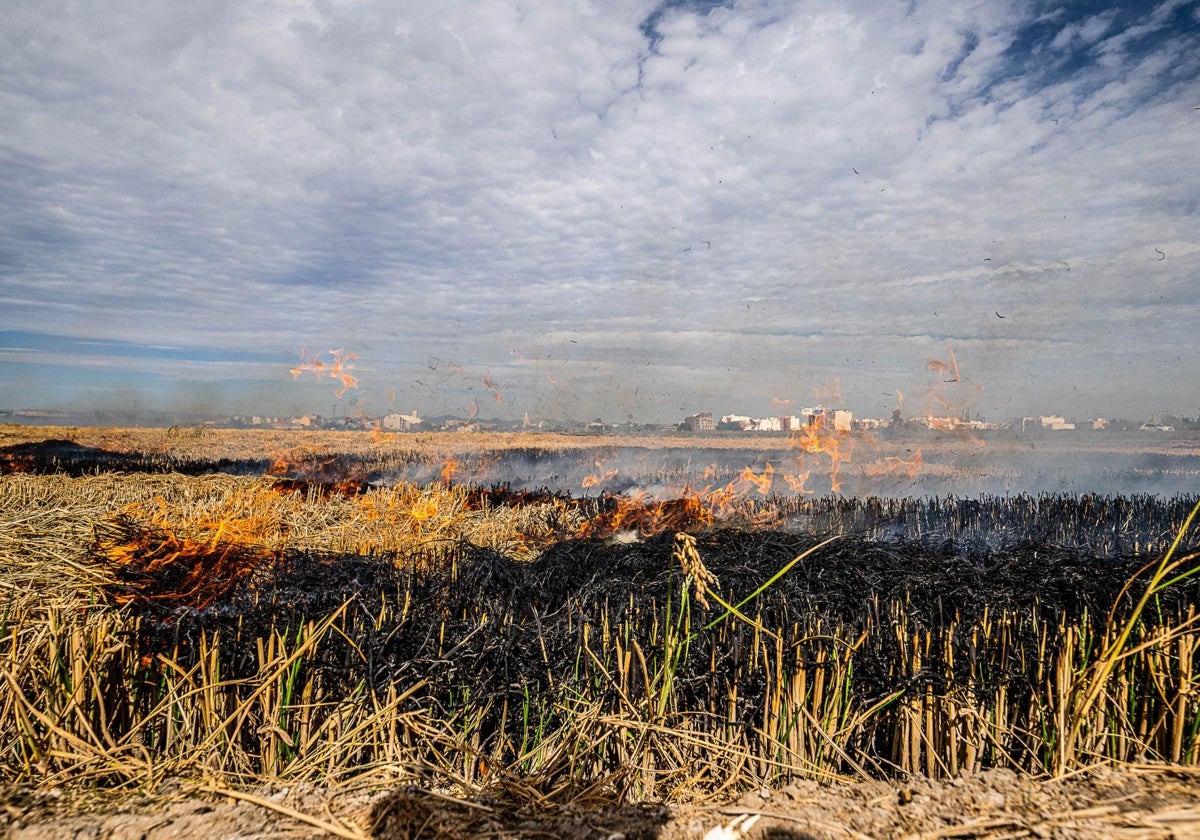 La Albufera apela a la unidad para impulsar la declaración de Reserva de la Biosfera y recibir el agua necesaria