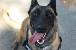 Uno de los perros de la UCAN en Valencia.