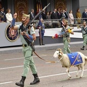 Un borrego pasea como cabra de la Legión