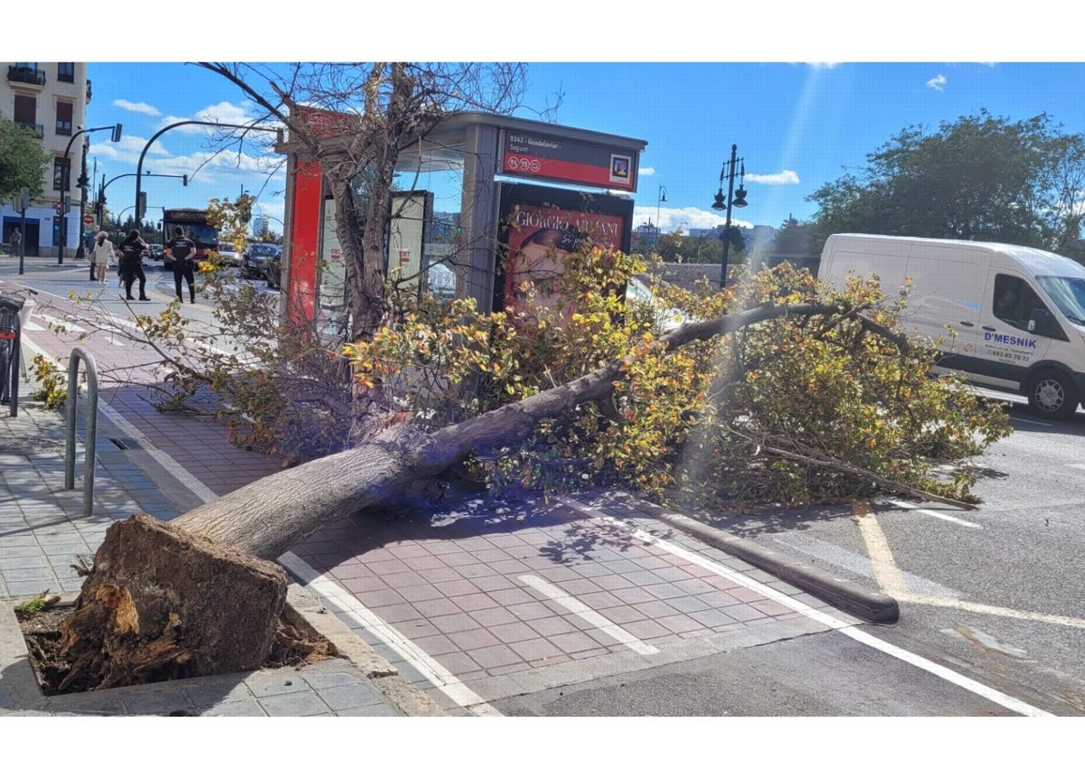 El árbol derribado en Valencia este jueves.