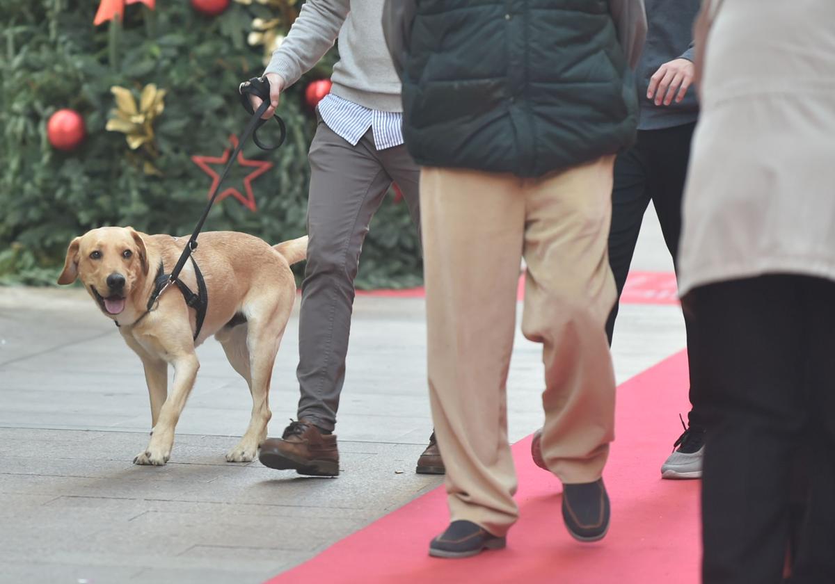 Un hombre paseando un perro.