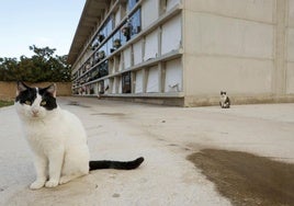 Dos gatos en el cementerio de Benimaclet.