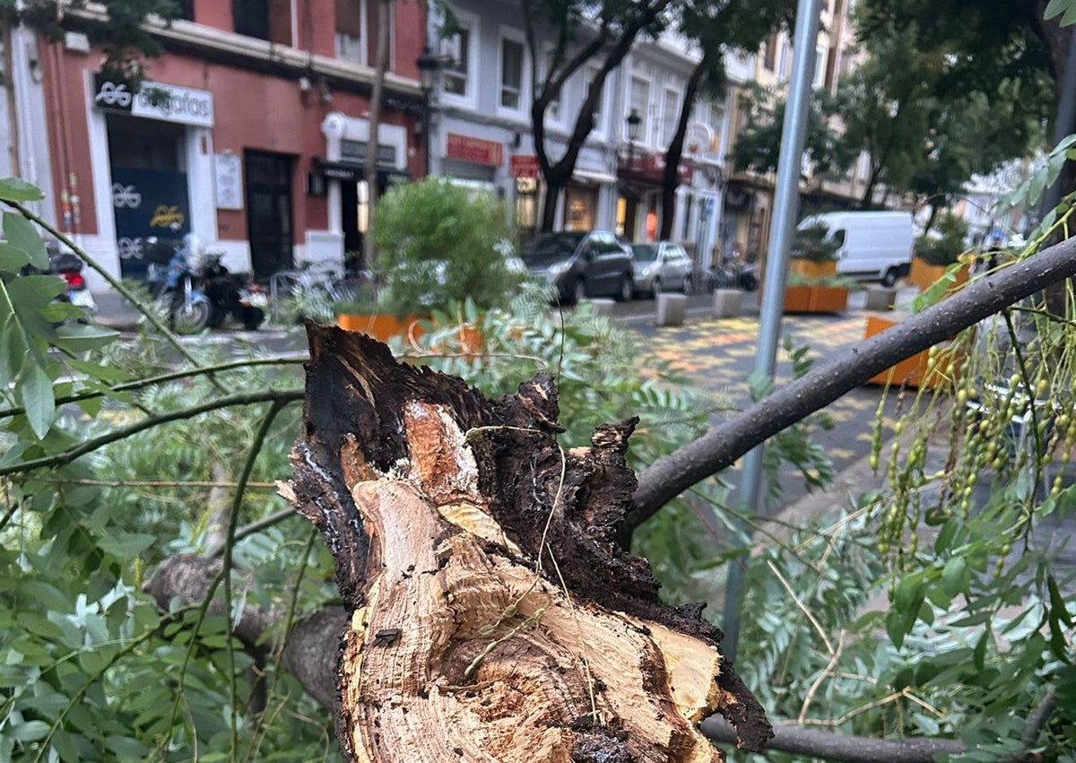 Imagen secundaria 1 - Ramas caídas en la supermanzana de la Petxina este mediodía de martes.