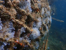 Instalarán 18 microarrecifes para restaurar la biodiversidad del entorno del puerto de Dénia