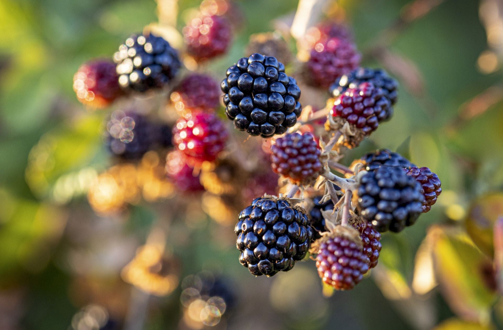 El alimento rico en colágeno que protege frente a la osteoporosis