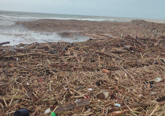 Un mar de cañas ha tomado el litoral de la Albufera.