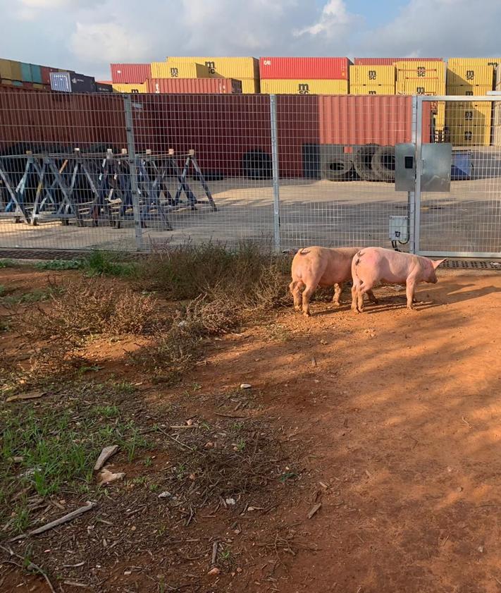 Imagen secundaria 2 - Aparecen cerdos en empresas de Riba-roja de Túria