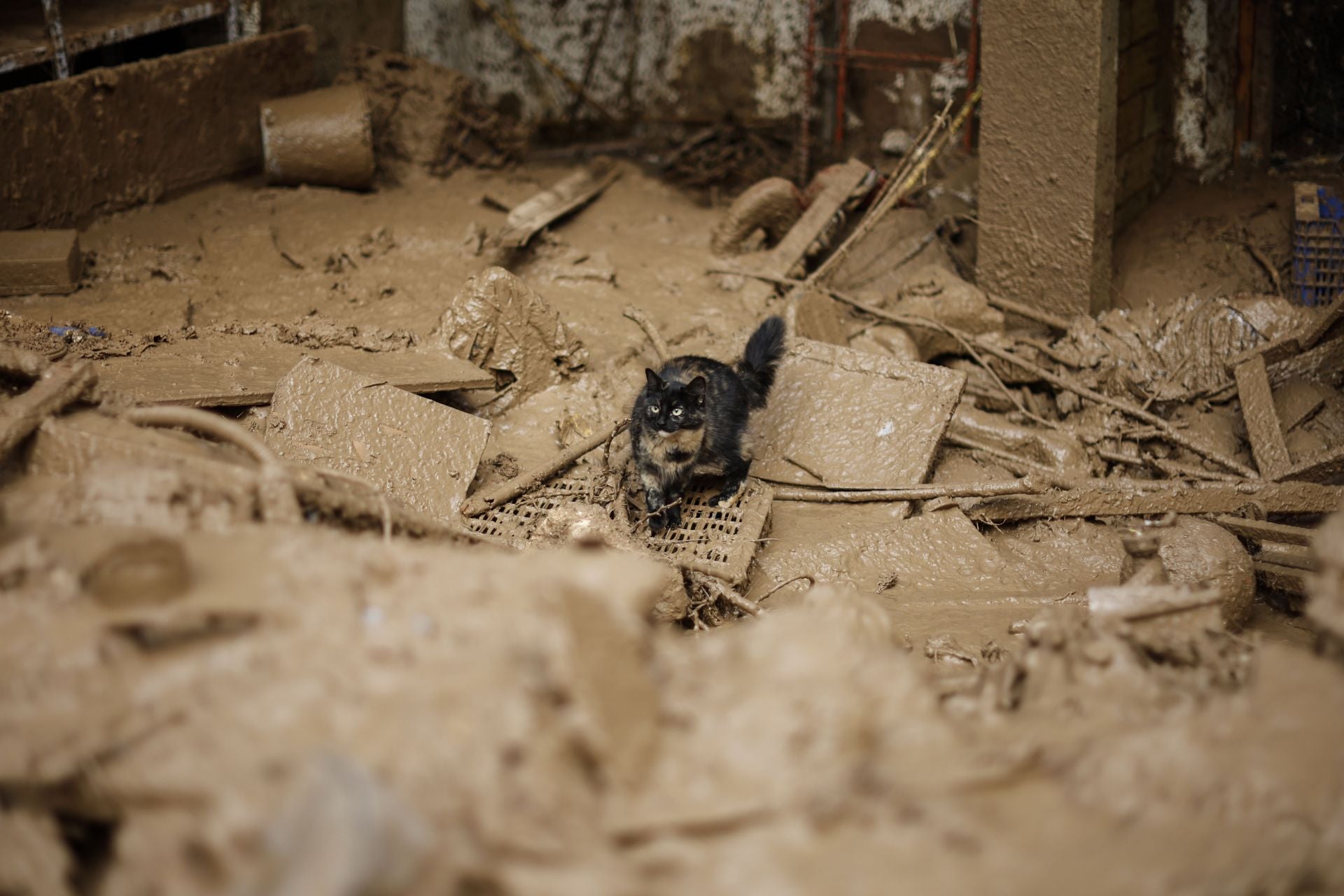 Un gato, en medio del lodo de uno de los municipios afectados