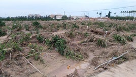 Campo de Navelina en Algemesí.