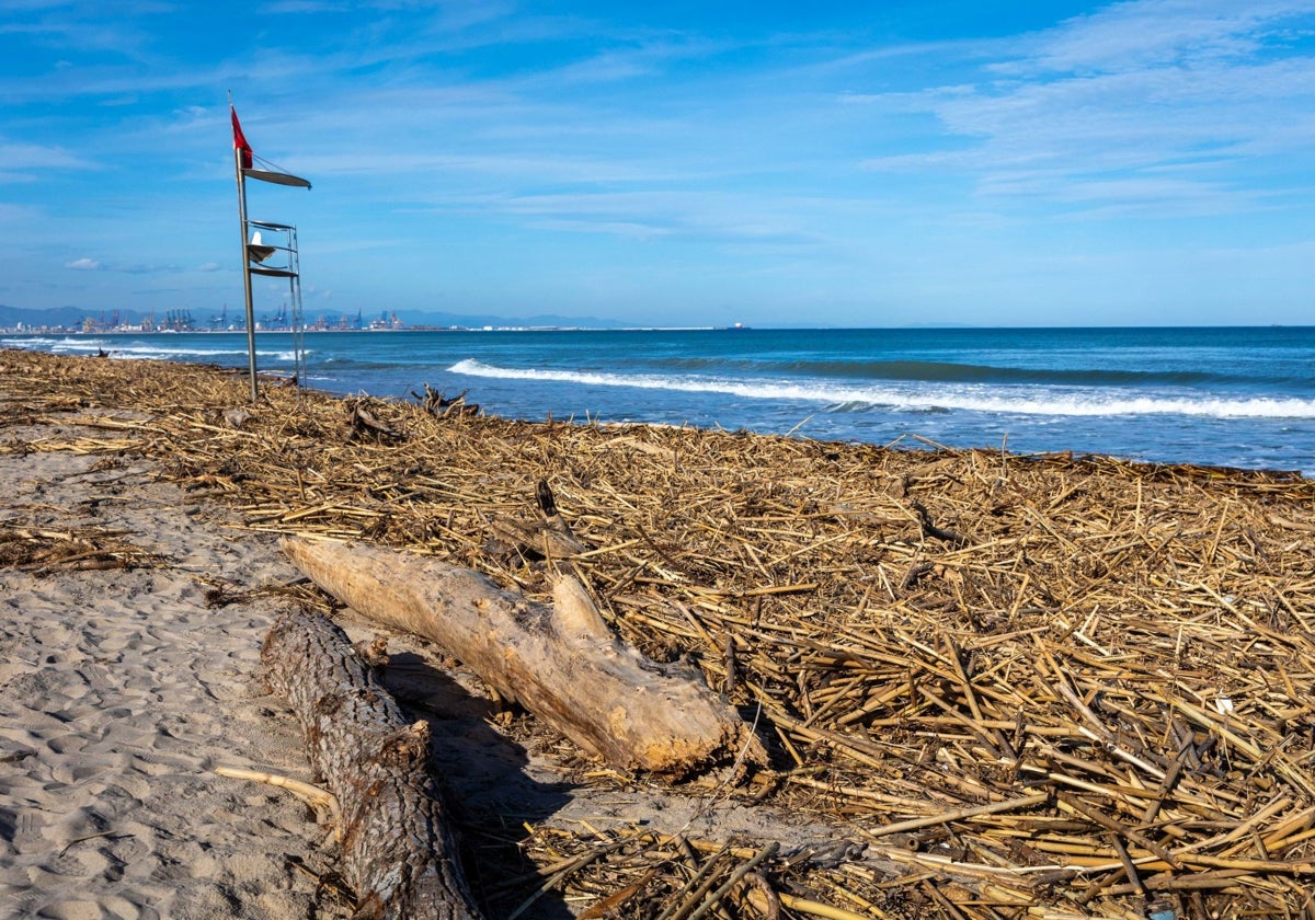 Restos de las cañas arrastradas por las inundaciones en la playa de la Garrofera, ayer.