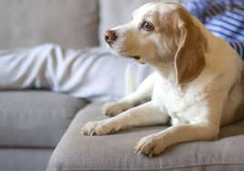 ¿Cómo se despiden los perros antes de morir? Estas son las señales para saber si tu perro vive los últimos días