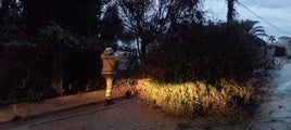 El árbol caído en la calle Cap Negre de Xàbia.