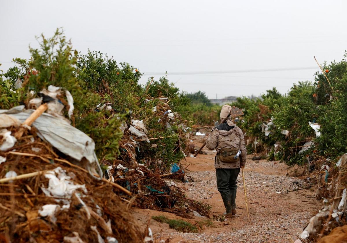 Plantación. Naranjos atiborrados de toto tipo de residuos arrastrados por la riada. Costará lo indecible recuperarlos.  Cosecha. Bernardo Ferrer, vicepresidente de AVA, evalúa los graves daños en un campo, con casi toda la naranja en el suelo.