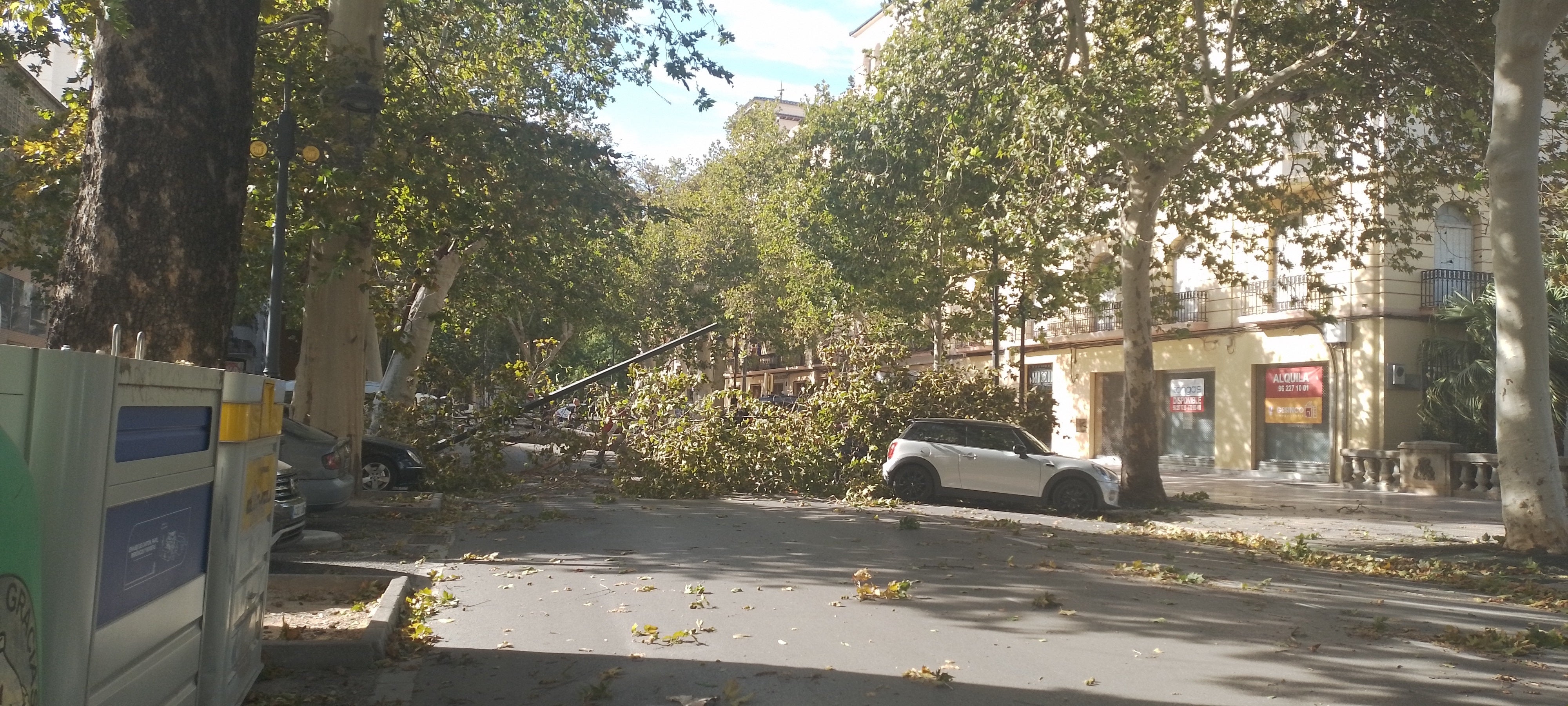 Caída de árboles en la Alameda de Xàtiva como consecuencia del año pasado.